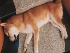 -喜柴咖啡·柴犬狗咖