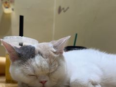 -藏猫猫咖啡主题馆(中央大道店)