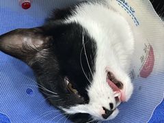 -佑安动物医院·全科·内窥镜中心(幸福巷店)