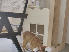 -琪喵猫屋·撸猫猫咖·猫舍