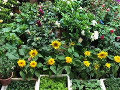 -双季花艺园艺市场(浦东店)