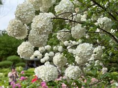 -洛阳市隋唐城遗址植物园