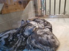 -1013 PET SHOP 宠物商店(近铁城市广场店)