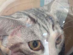 -瑞派长江宠物医院·猫科·外科·24小时夜护(谊城公寓分院)