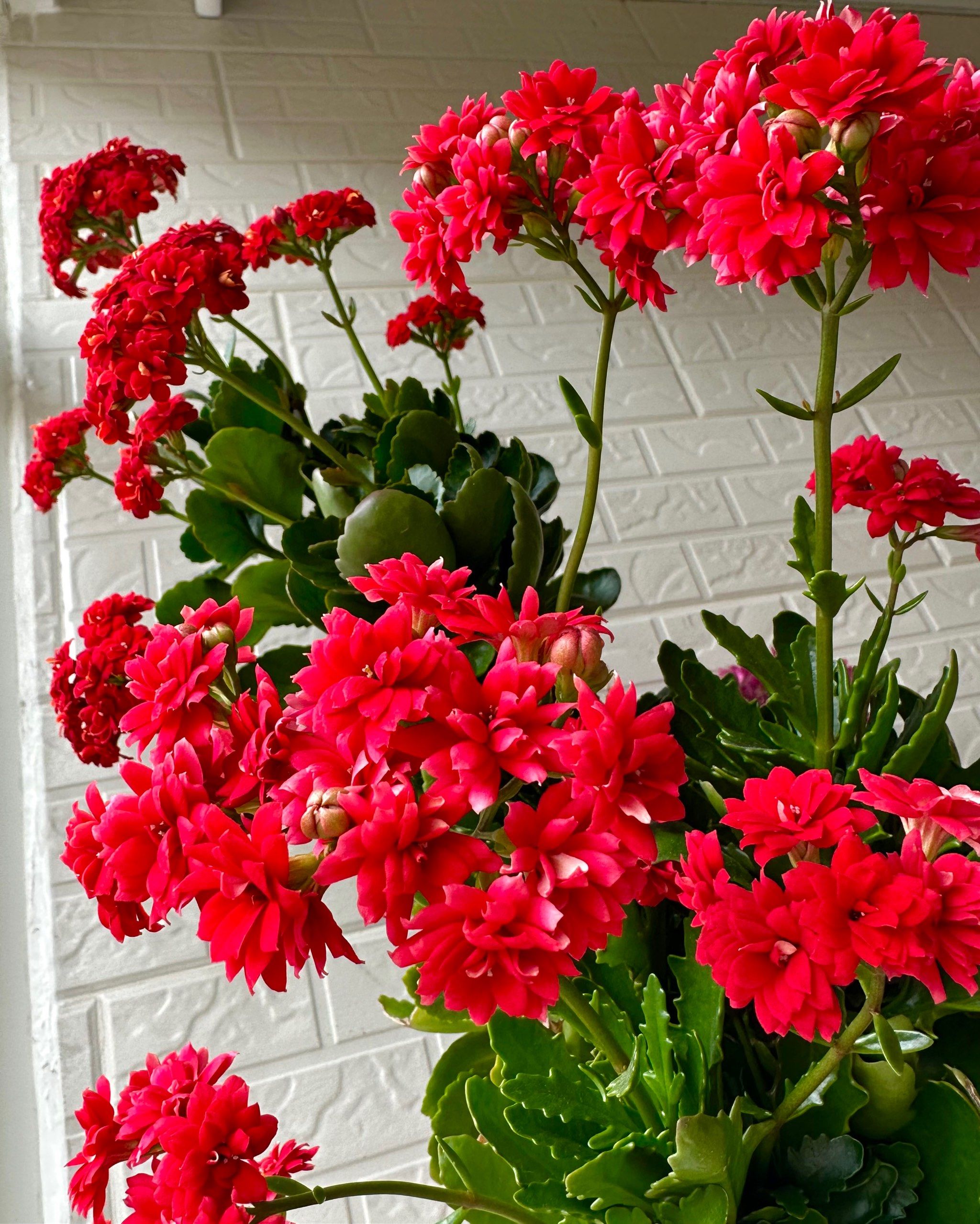 超级好养的小花～长寿花