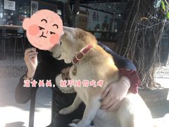 -柴犬高等学院·狗咖·柴犬售卖·宠物训练