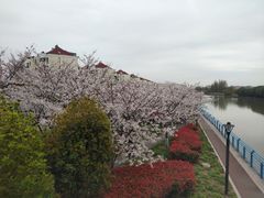 -高东镇樱花园
