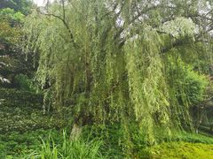 -重庆彩云湖湿地公园