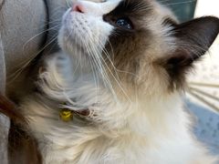 -喵喵咪呀布偶猫咖(春熙路店)
