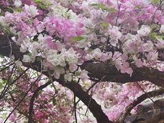 -深圳国际园林花卉博览园