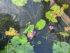 -暨南大学（石牌校区）明湖楼