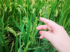 -证大喜玛拉雅中心