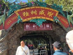 -瑞丽独树成林风景区