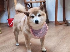 -是阿柴呀！柴犬咖啡·爱喵喵猫咖