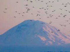 -小姚主食工坊(平阳北街店)