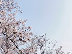-顾村公园