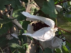 马陆小张葡萄园-马陆小张葡萄园农家乐