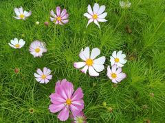 -黄海国家森林公园