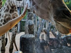 -清迈夜间动物园