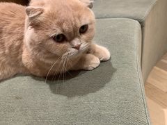 -CAT’S MEWSTAR CAFE·喵星球猫屋(晴湾咖啡店)