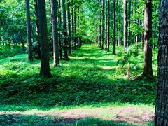 -黄海国家森林公园