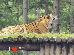 -横道河子东北虎林园