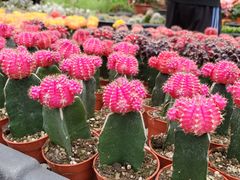 -金马仑薰衣草花园(Cameron Lavender)