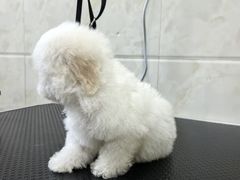 -瑞鹏瑞爱宠物医院·全科·猫科·血液透析中心(龙头寺店)