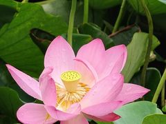 -莲花池公园