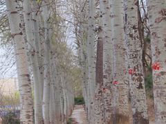 -元大都城垣遗址公园