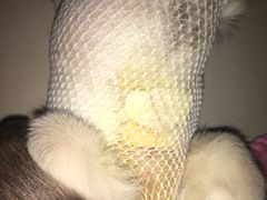 -康乐宝动物医院