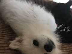 -艾贝尔宠物医院·狂犬免疫点(江山金象城店)