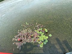 -芒洲湿地公园