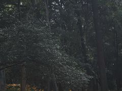 -杭州植物园