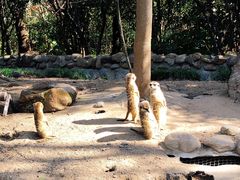 -上海野生动物园