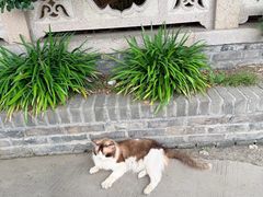 -高旻寺