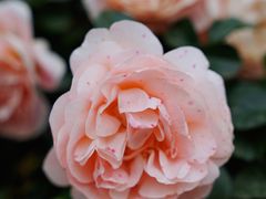 -人民公园(罗湖区)