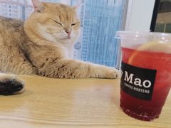 -Heymao猫咖.咖啡厅(东门店)