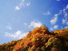 -望天鹅景区