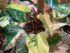 -Rabbit Cafe私房西餐甜点咖啡(栖霞路店)