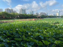 -南宁南湖公园