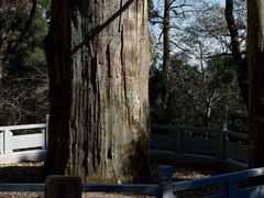 -天目山大树王景区