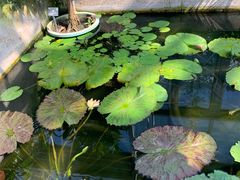 -国家植物园南园