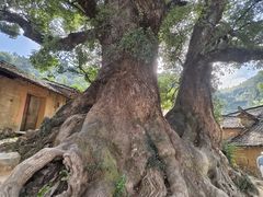 -杨家堂村