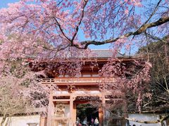 -醍醐寺