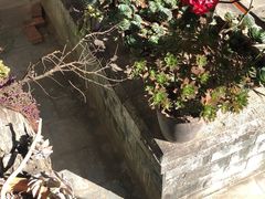 -寂照庵