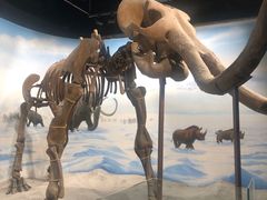 -辽宁古生物博物馆