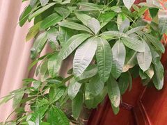 -梦都海鲜酒家(万达广场江桥店)