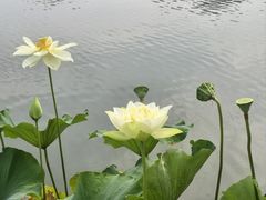 -莲花池公园