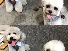 -BABYDOG宝贝狗宠物乐园(欧洲城店)